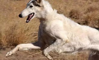 俄罗斯猎狼犬,俄罗斯猎狼犬多少钱