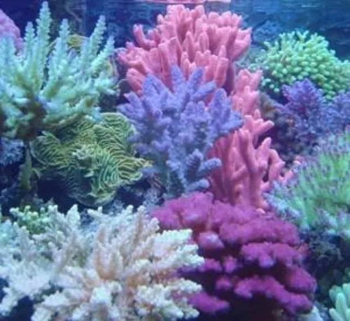 珊瑚是植物吗属于海洋动物,珊瑚是石头吗？