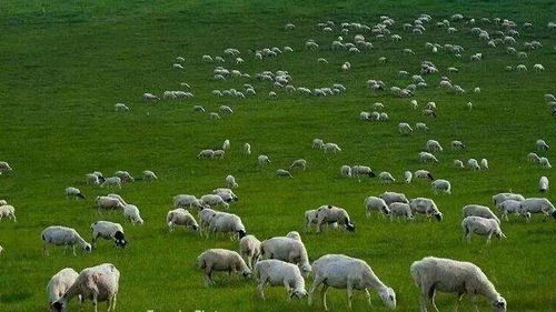 蒙古国捐赠羊抵达兴安盟