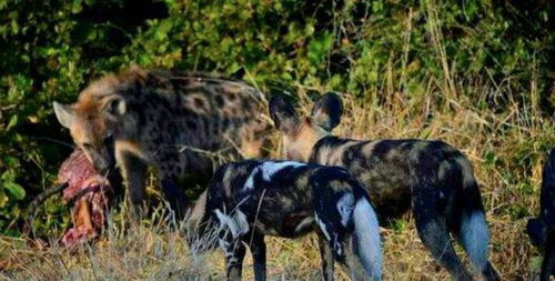 鬣狗和野狗火拼对峙,非洲二哥和三弟争草原江湖地位