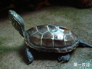 中华草龟要怎么养 中华草龟的养殖技术