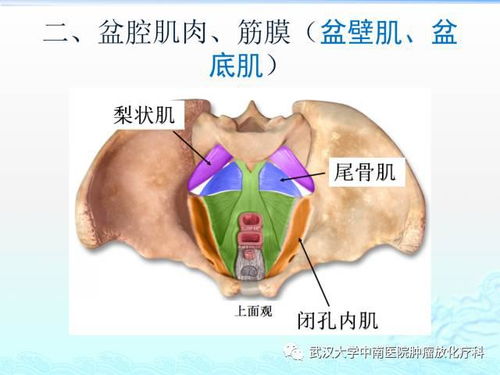 女性盆腔解剖与断层影像