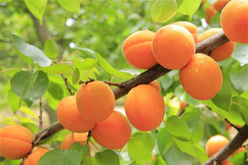 梅子成熟的季节是什么时候,梅子和杏子什么时候成熟？