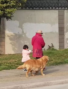偶遇一位奶奶牵孙女遛狗,可仔细看了下,奶奶是不是牵错了