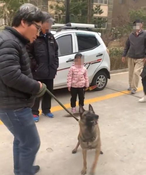 北京一老人牵马犬在小区追咬流浪猫,女邻居制止被怼 关你什么事