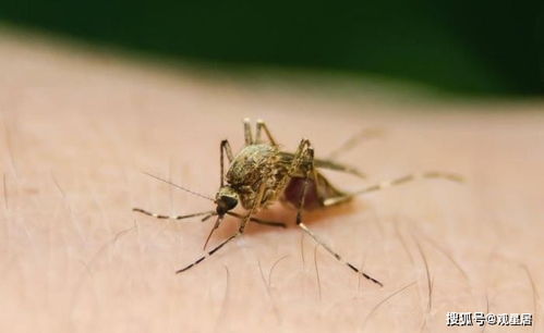 蚊子为何不会被雨滴砸死 慢放200倍后,科学家找到了原因