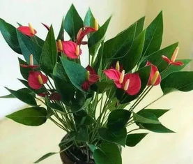 红掌放哪里最旺财,客厅最旺三种颜色花卉？