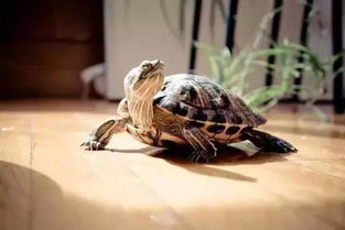 山乌龟为什么不能种家里家里养的风水说法,山乌龟可以种在鱼缸里吗？