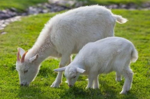 羊羊羊 2月迎来人生大反转, 留意 这个问题,对属羊人有好处