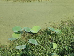 我的碗莲种在池塘里了 之前在一个大盆里一直没开花,但是现在也没开,是种子种出来的 叶子非常大变异吗 