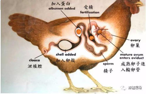 今日推荐丨蛋鸡病毒病 感冒 呼吸道病高发,病后快速恢复产蛋这么办