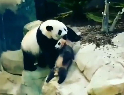 世上敢虐待熊猫的唯有她 网友 欲求熊猫心理阴影面积