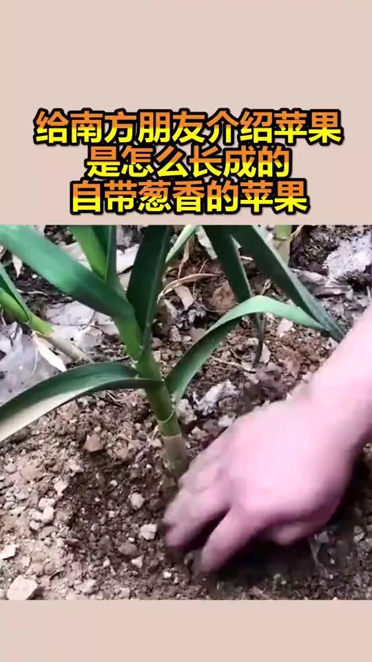 给南方朋友介绍,苹果是怎么长成的,自带葱香的苹果 