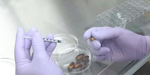 日本研究用蚕蛹预防新冠 专家 建议炒着吃