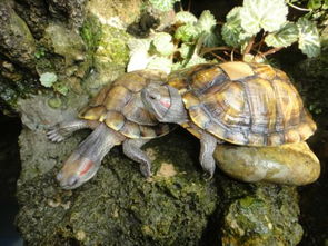 乌龟的生活环境 