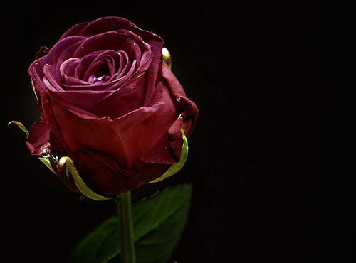 最好的玫瑰花品种排行 红玫瑰最好的品种是什么