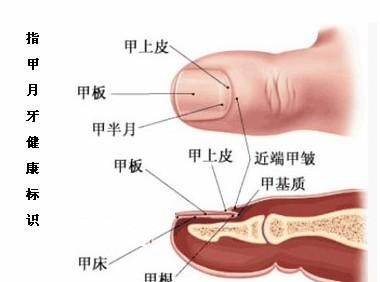 指甲一个月牙都没有,难道得病了,快看怎么回事