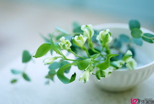 家居风水植物有哪些 风水植物如何摆设