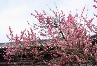 为什么会有桃花煞(有桃花煞怎么办)