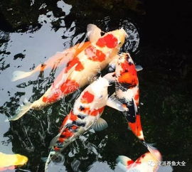 锦鲤吃什么 锦鲤饲料种类和投喂要点,都在这里了 