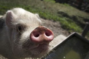 猪鼻子好吃吗 