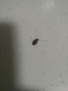 厨房里有这样的小黑虫,这是什么虫 