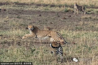 最勇敢的母爱 肯尼亚猎豹妈妈为保护幼崽以身诱敌