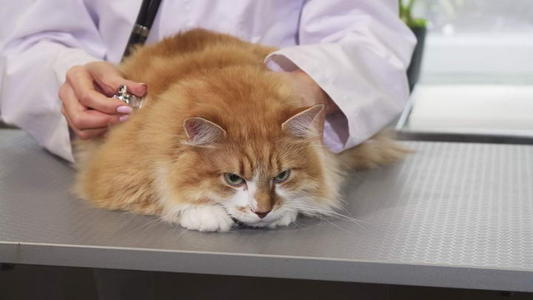福州千宠百爱宠物医院 猫感染冠状病毒后拖延不治疗,当心变异形成猫传腹