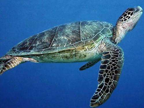 世界海龟日,让我们一起认识并保护龟龟们