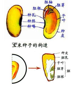 菜豆和玉米种子示意图 搜狗图片搜索