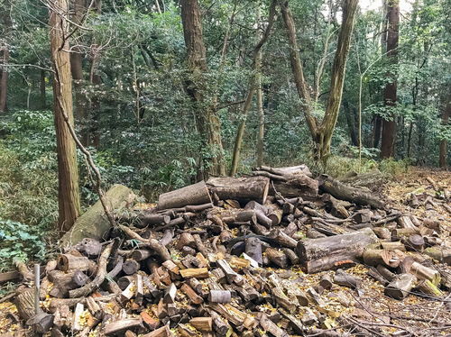 年猪不能随便杀,自家种的树也不能随便砍,否则可能犯法 咋回事