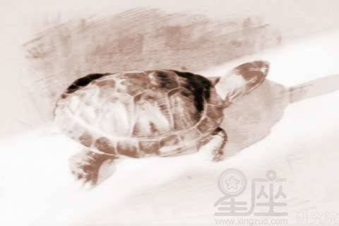 梦见乌龟爬来 周公解梦之梦到乌龟爬来