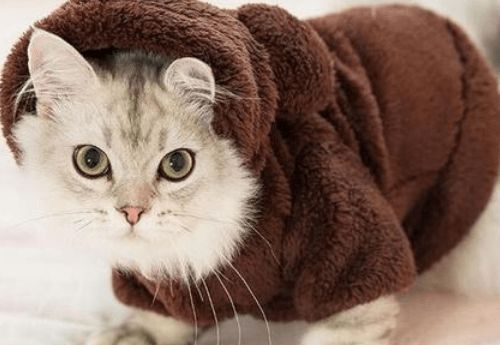 养猫经验 怎么判断猫感冒