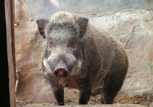 东北老人捡回小野猪,养15年重2200斤卖出天价,专家 巨型野猪