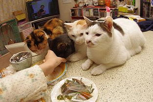 能给猫吃煮熟的胡萝卜吗 