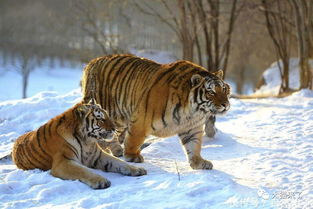 地球上最大的豹,野生总数不足100只,常和东北虎相较量