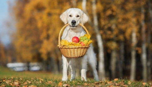 狗能吃哪些水果