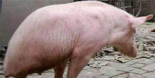 农村老汉家有一只猪,很多人都慕名而来,看到它的人都很惊讶