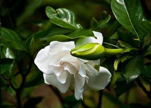 哪种栀子花做花篱最好(哪种栀子花好养活)