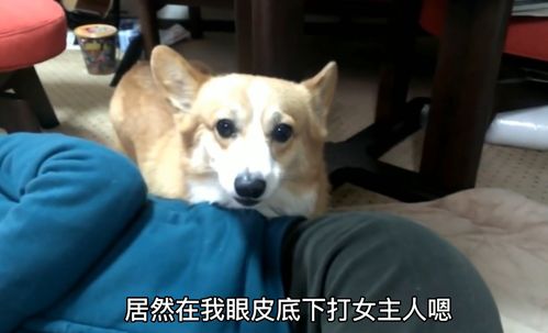 男子 打 女友,柯基犬咧牙威胁他,狗子是丈母娘送的吧