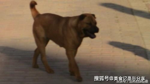 中国本土十大最凶猛狗,藏獒排第二,四川上榜两只