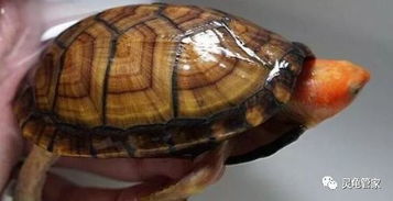乌龟饲养,红面蛋龟的繁殖与龟卵收集孵化,知识分享