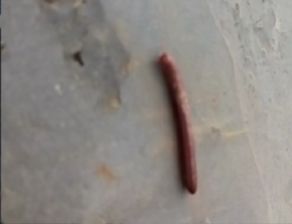 请问有人认识这是什么虫子么,长得好像蚯蚓但是有腿 