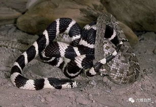 形似银环蛇的加州王蛇,响尾蛇遇到它只有被吞食