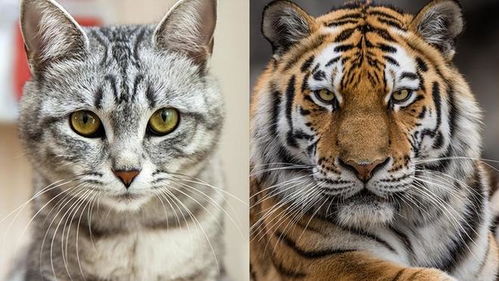 老虎和猫都是猫科动物,那老虎看见猫,会吃掉猫吗