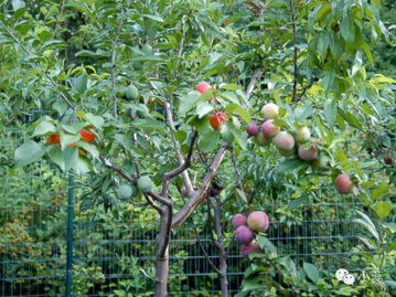 水果树有哪些品种,世界上所有的果树？