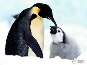 皇帝企鹅爸爸哺育宝宝过程大公开