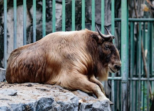 上海动物园珍稀牛科动物家族兴旺,专家说 牛是牛,羊是牛,羚羊也是牛