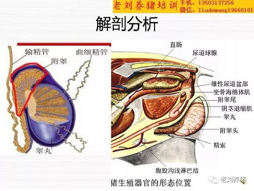 附睾解剖图 搜狗图片搜索