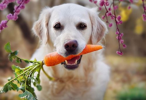 这几种人吃的蔬菜水果,狗狗吃了健康多多
